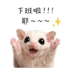 鼯哥