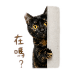 本是同貓生第二彈