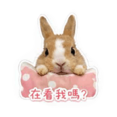 晴晴a麻糬日常
