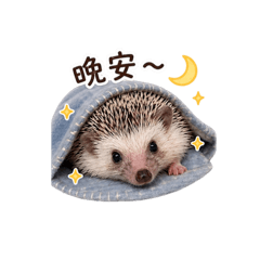 呆萌小刺蝟
