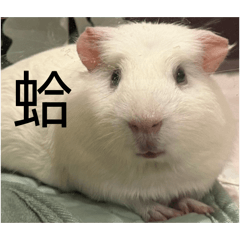 阿鼠鼻