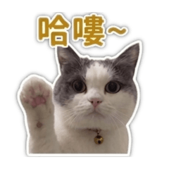 灰仔喵喵日常