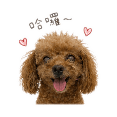 寶貝可比❤️