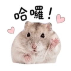 鼠寶皮皮