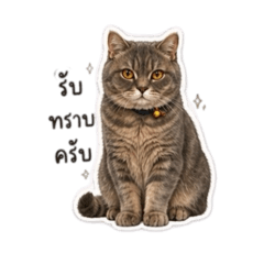The Cat Shoyu