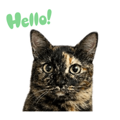 Line the cute cat