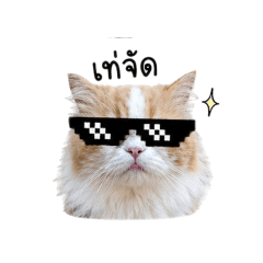 Money Mad cat
