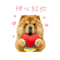 鬆獅小熊妹-情侶篇