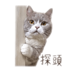 恰吉恰吉囧囧囧