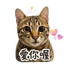 Molly的躺平生活