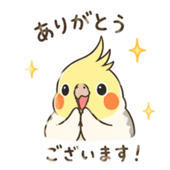Cockatiel Everyday life ri-chan1