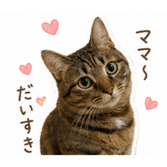 kiamoa_20260501131121