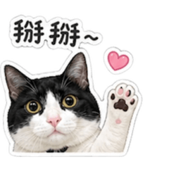 肚皮貓貓日常2