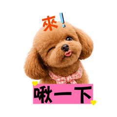 貴賓再日常不過