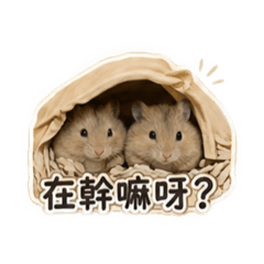 馬鈴薯哥