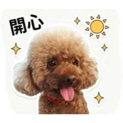 我是紅貴賓樂樂