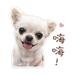 小吉狗勾