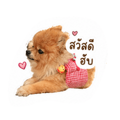 My lovely pom