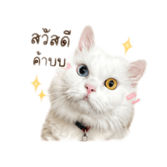 Cat is cat_20260428105052