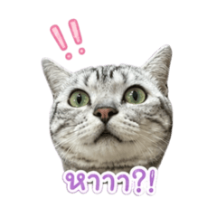 Fluffy Gang_20260428105655