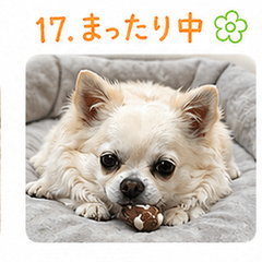 Chibimaru Daily Life