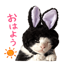 Bunny-Eared Cat Chibi