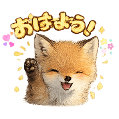 Cutie Fox in Japan