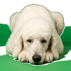貴賓犬 實拍 - AG