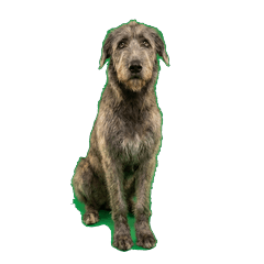 愛爾蘭獵狼犬 實拍 - AG