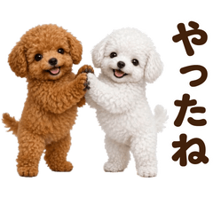 Cute  toy poodle1