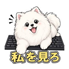 Grumpy Pomeranian!