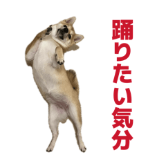 Bam_20260501152349