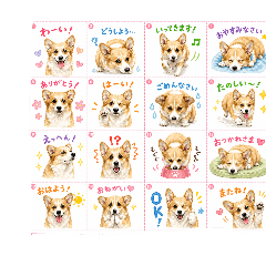 CORGISM_20260501152641