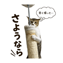 catclubcherish_20260501153718