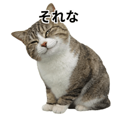Daily Life of a Brown & White Tabby Cat