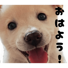 koji_20260501161825