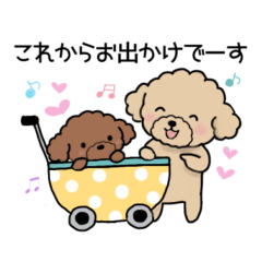 Warm Toy Poodle Parent & Child