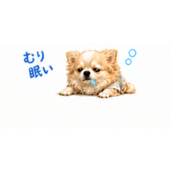 Soft cute chihuahua daily stickers