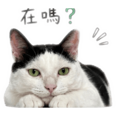 荳皮皮