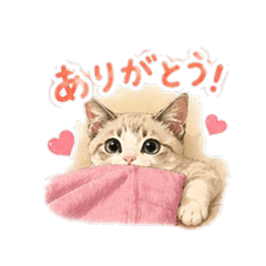Kancha Sticker
