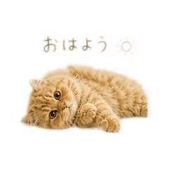 neko to otto no kurashi_20260502220621