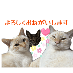 guru&haku&chacha