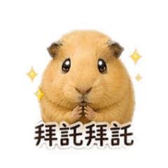 泰迪天竺鼠