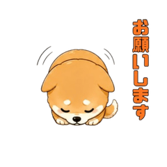 Cute Shiba Inu Greeting Stickers 2026