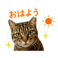 MOMO - Daily Chat Stickers