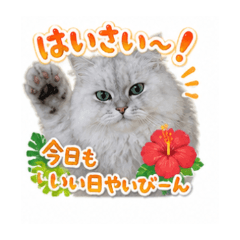 Okinawa White Cat Stickers