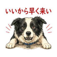 Border Collie  Sassy Stickers NanoLife