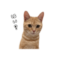 olystamp