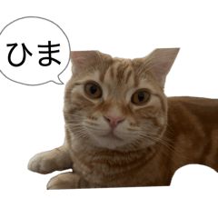 shin_20260502222500