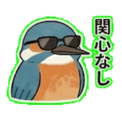Kingfisher's Grumpy Daily Life